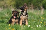 BERGER ALLEMAND 1363